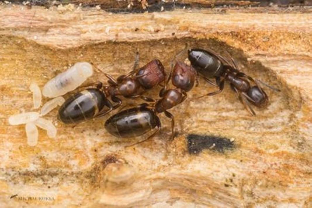 Ankara, İstanbul ve İzmir'de görüldü! Zehrini atıp ölüyor: Herkes tedirgin oldu! 4